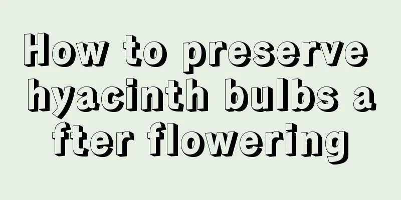 How to preserve hyacinth bulbs after flowering