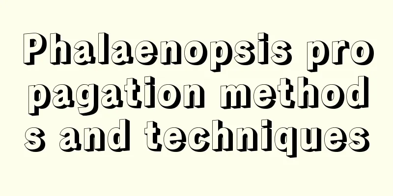 Phalaenopsis propagation methods and techniques