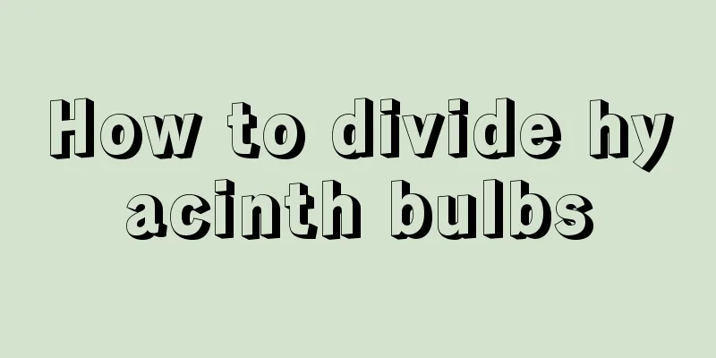 How to divide hyacinth bulbs