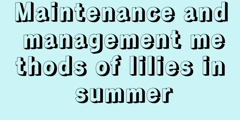 Maintenance and management methods of lilies in summer