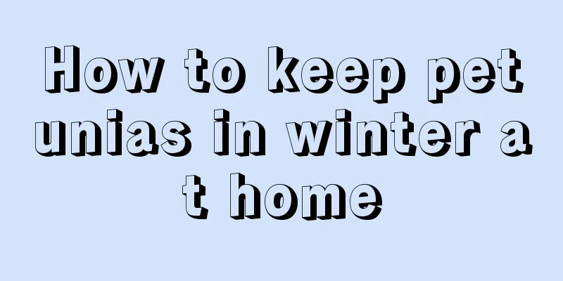 How to keep petunias in winter at home