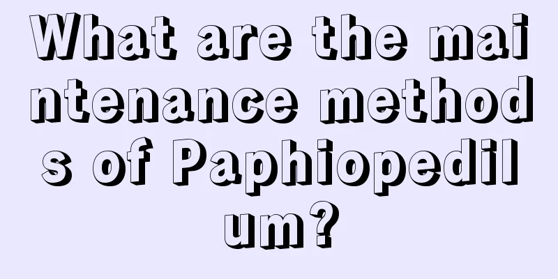 What are the maintenance methods of Paphiopedilum?