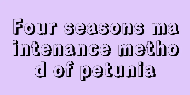 Four seasons maintenance method of petunia