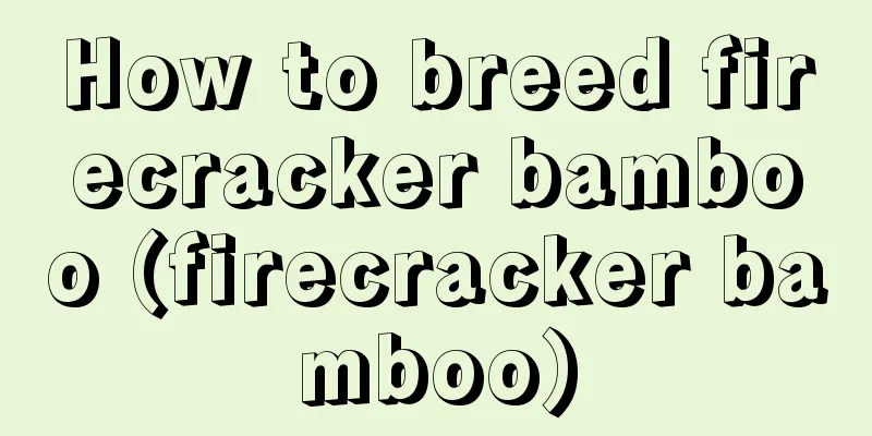 How to breed firecracker bamboo (firecracker bamboo)