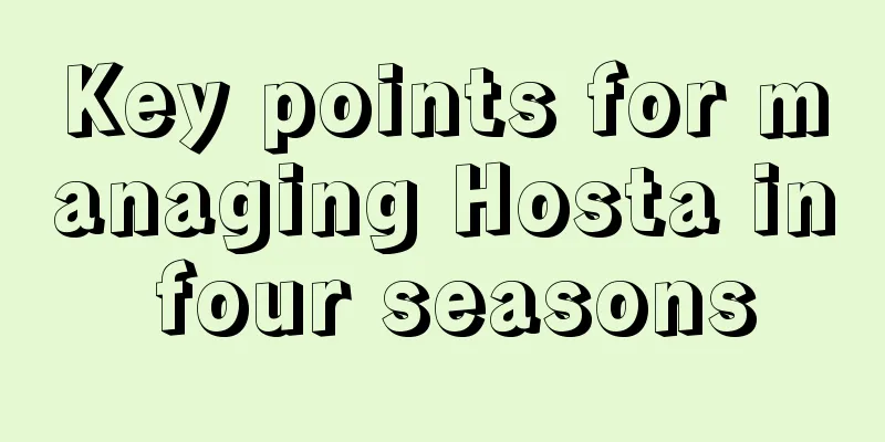 Key points for managing Hosta in four seasons