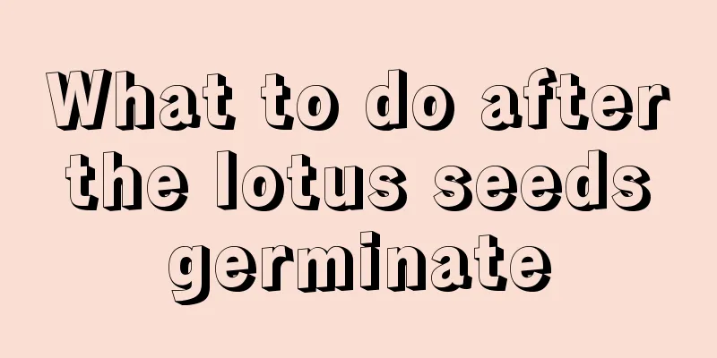 What to do after the lotus seeds germinate