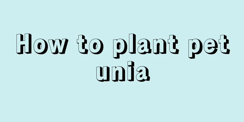 How to plant petunia