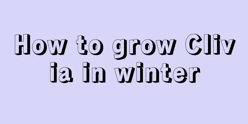 How to grow Clivia in winter