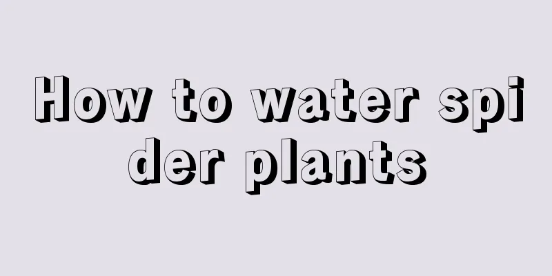 How to water spider plants