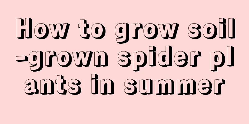 How to grow soil-grown spider plants in summer