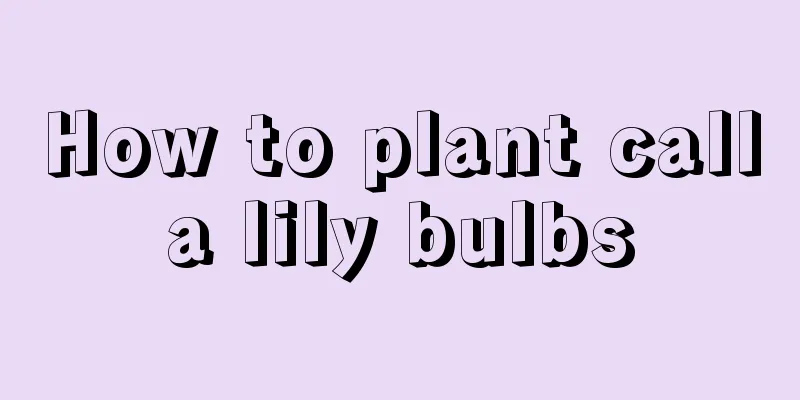 How to plant calla lily bulbs