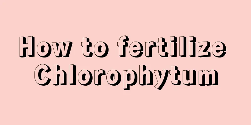 How to fertilize Chlorophytum