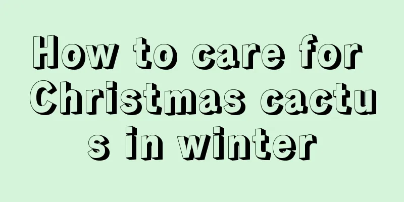 How to care for Christmas cactus in winter