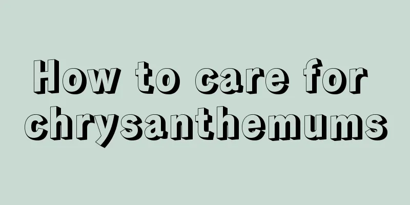 How to care for chrysanthemums