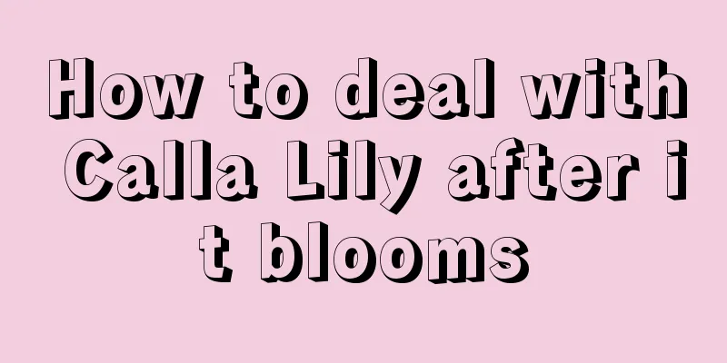 How to deal with Calla Lily after it blooms