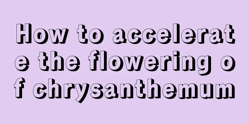 How to accelerate the flowering of chrysanthemum