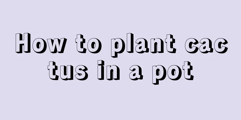 How to plant cactus in a pot