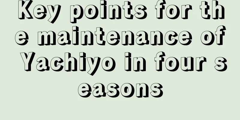 Key points for the maintenance of Yachiyo in four seasons