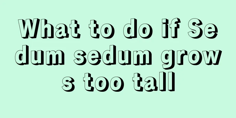 What to do if Sedum sedum grows too tall