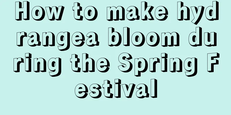 How to make hydrangea bloom during the Spring Festival