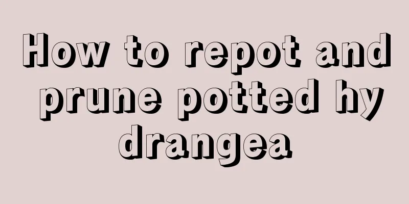 How to repot and prune potted hydrangea