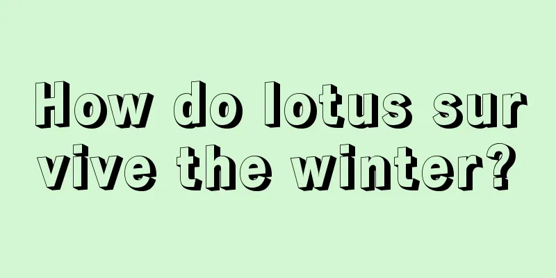 How do lotus survive the winter?