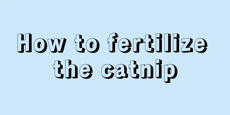 How to fertilize the catnip