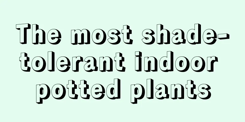 The most shade-tolerant indoor potted plants