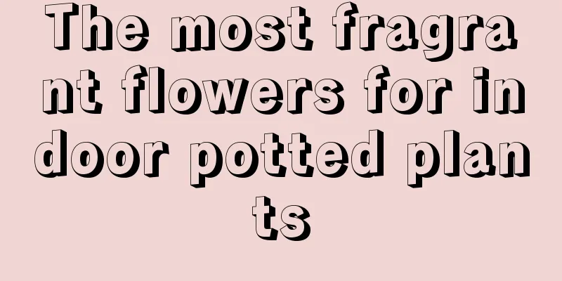 The most fragrant flowers for indoor potted plants