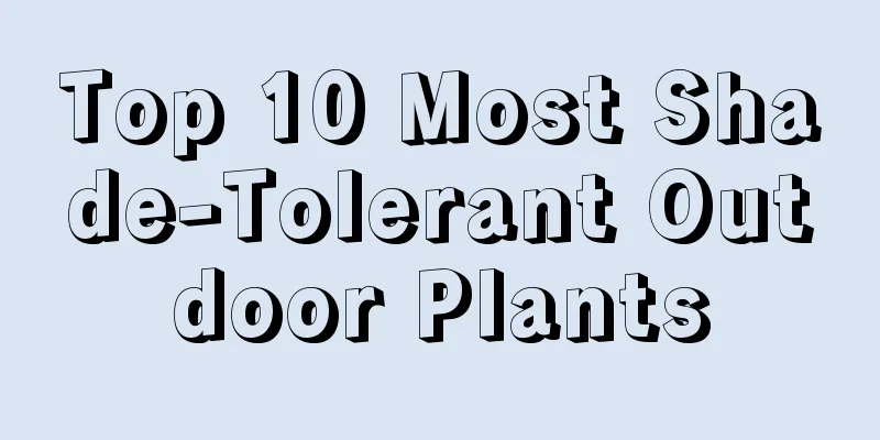 Top 10 Most Shade-Tolerant Outdoor Plants