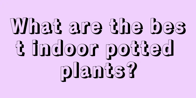 What are the best indoor potted plants?