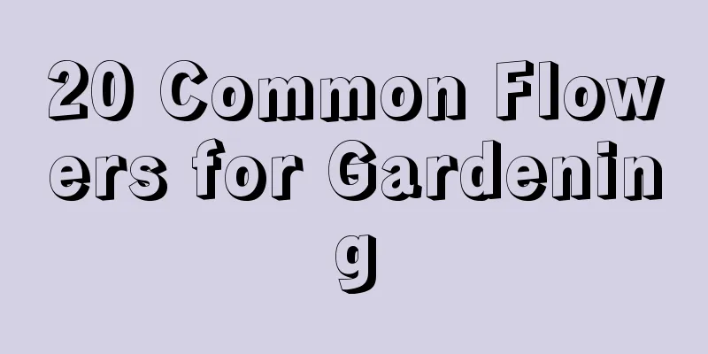 20 Common Flowers for Gardening