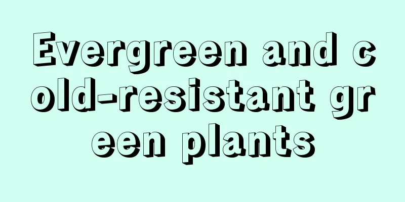 Evergreen and cold-resistant green plants