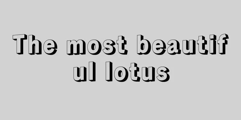 The most beautiful lotus