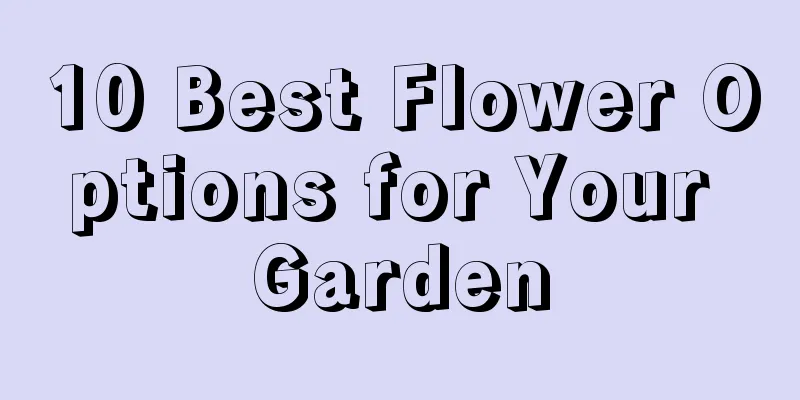 10 Best Flower Options for Your Garden