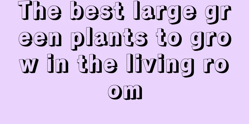 The best large green plants to grow in the living room