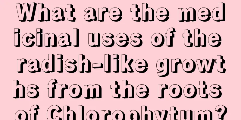 What are the medicinal uses of the radish-like growths from the roots of Chlorophytum?