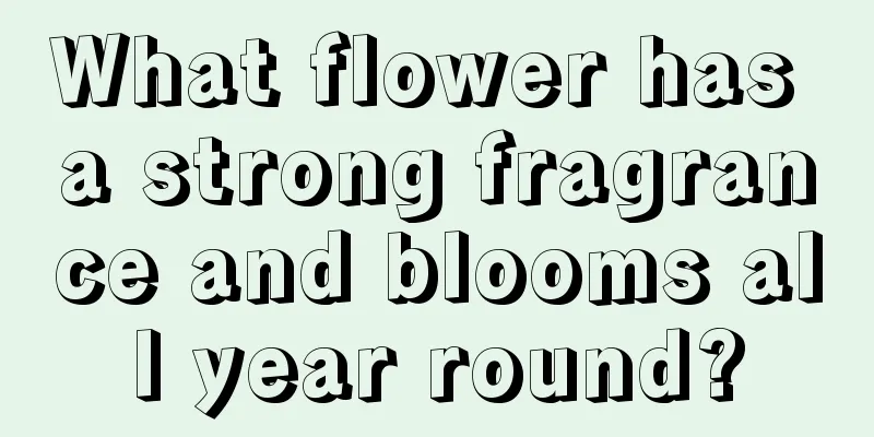 What flower has a strong fragrance and blooms all year round?