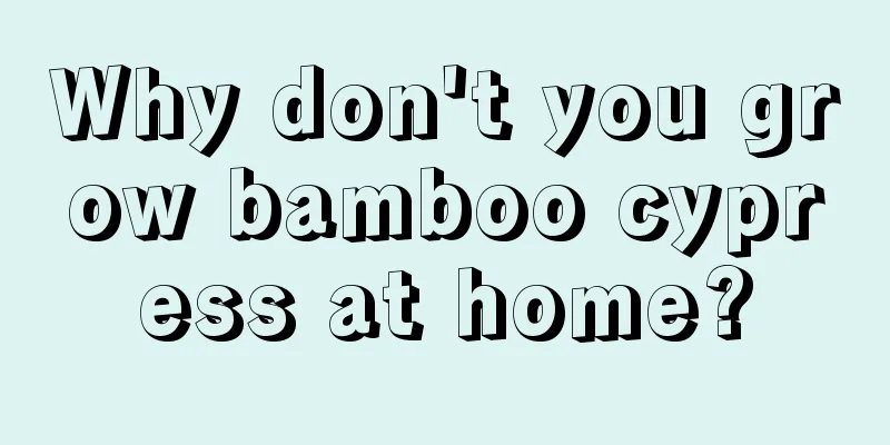 Why don't you grow bamboo cypress at home?