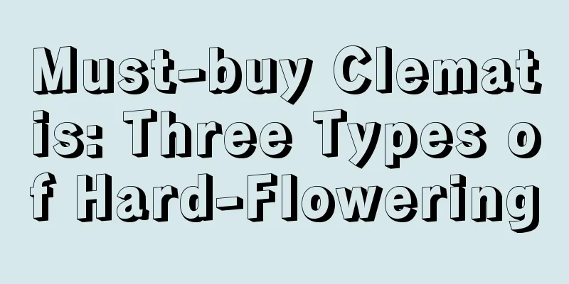 Must-buy Clematis: Three Types of Hard-Flowering