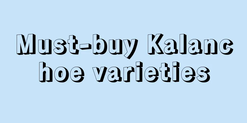 Must-buy Kalanchoe varieties