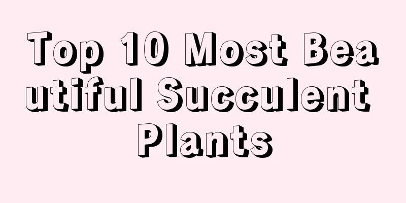 Top 10 Most Beautiful Succulent Plants