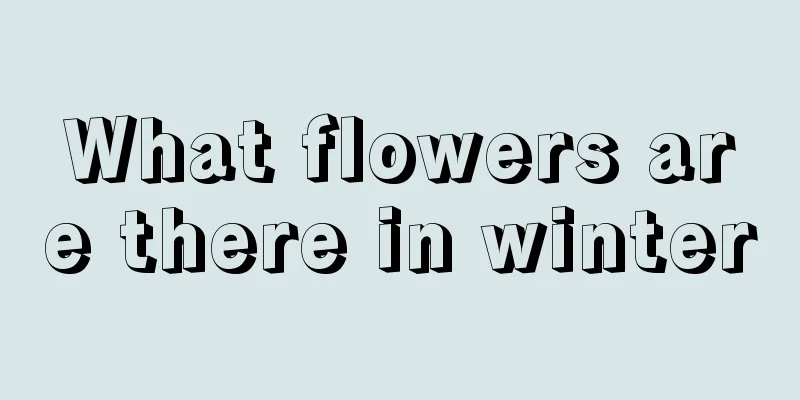 What flowers are there in winter