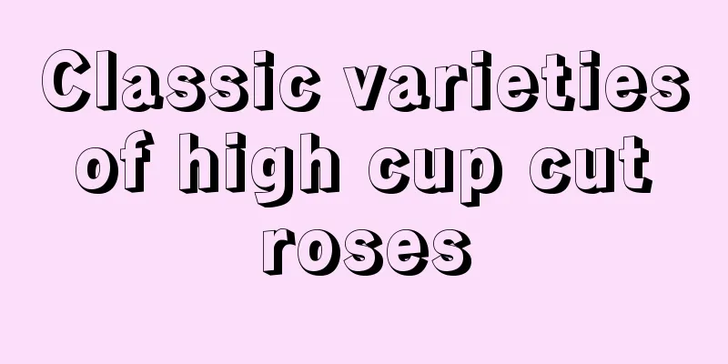 Classic varieties of high cup cut roses