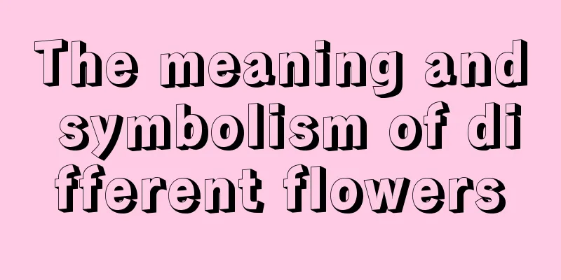 The meaning and symbolism of different flowers