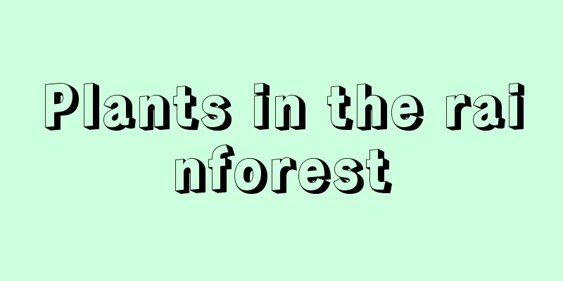 Plants in the rainforest