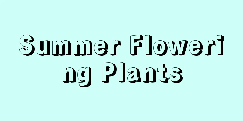 Summer Flowering Plants