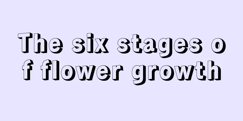 The six stages of flower growth