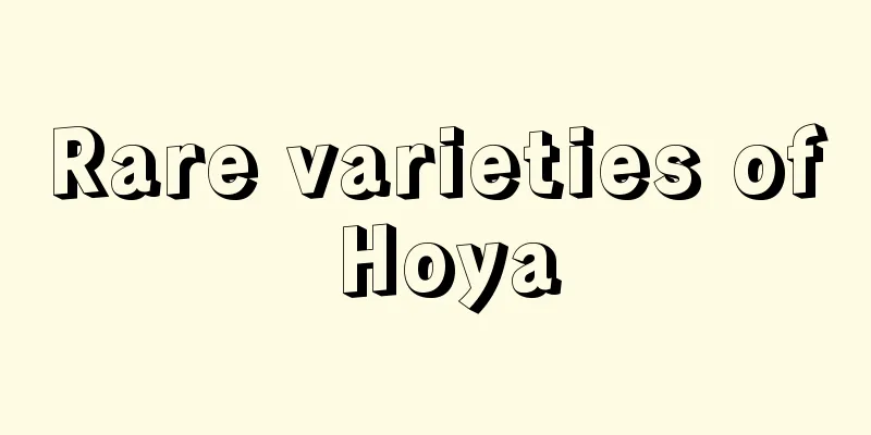 Rare varieties of Hoya