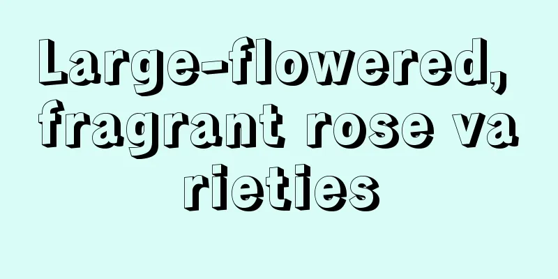 Large-flowered, fragrant rose varieties